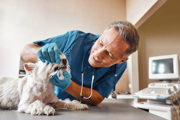 Best Emergency Gum Treatment in Piermont, NY